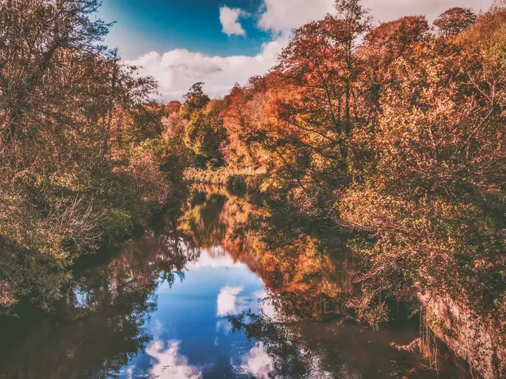 Autumn trees reflected in the River Lagan on a bright day